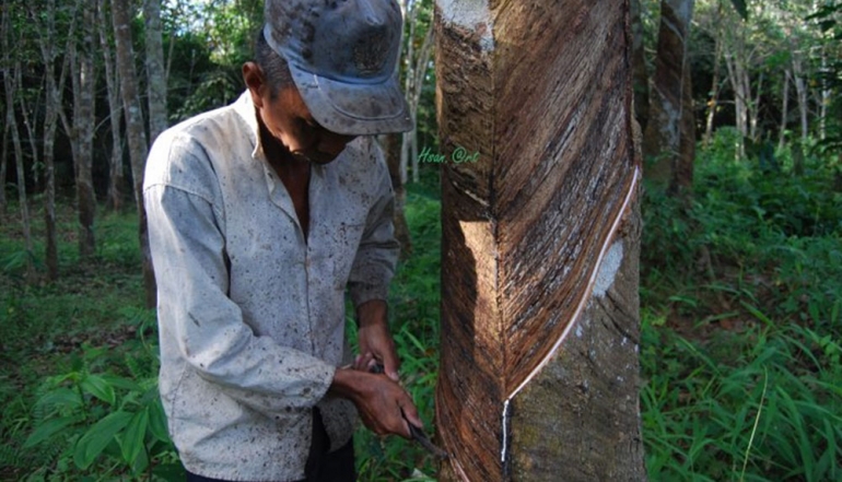 Ministry of Trade Launches New Rules to Enhance Natural Rubber Quality and Address EUDR Standards