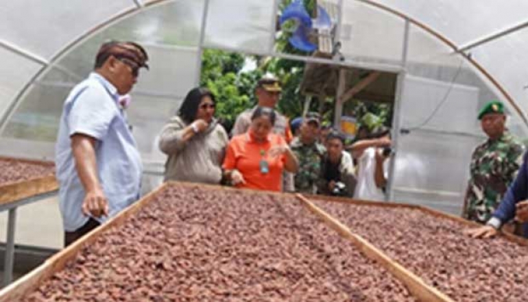 Jembrana And The Potential of 3 Thousand Tons of Cocoa