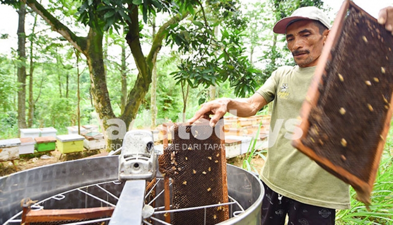 Madu Randu: A Premium Commodity Driving the Economy of Lumbang, Pasuruan