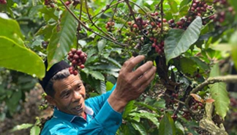 Batang Coffee Holds Potential for Eastern European Export Market