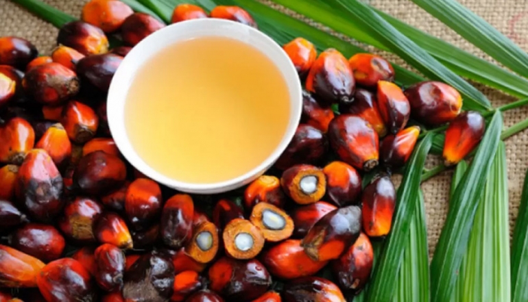 Indonesian Palm Oil Sector Prepares Alternative Markets as US Exports Reach 6 Million Tons