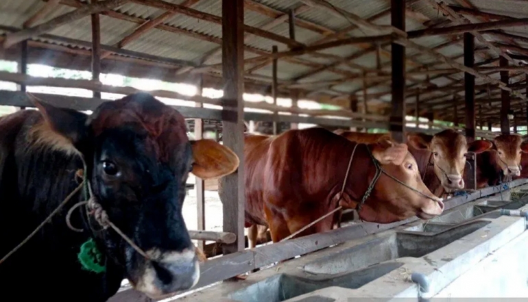 Indonesia Seeks Investors for Mega Integrated Cattle Farms in Central Kalimantan