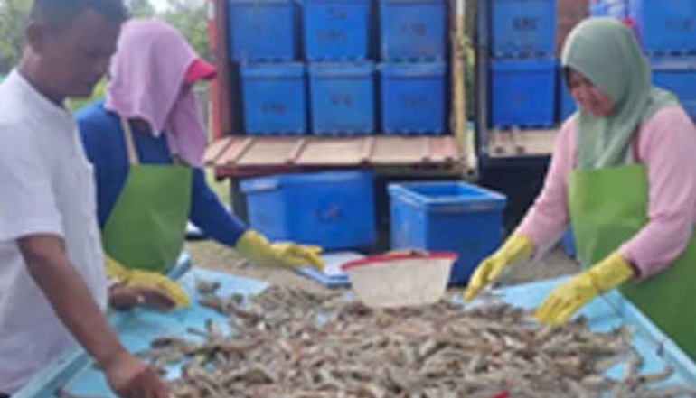 Vannamei Shrimp from Southwest Aceh Begins Exploring Global Markets