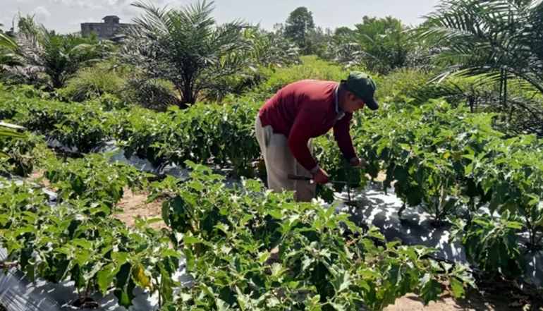 East Kalimantan&rsquo;s Farmer Terms of Trade Rise, Driven by Robust Smallholder Plantation Sector