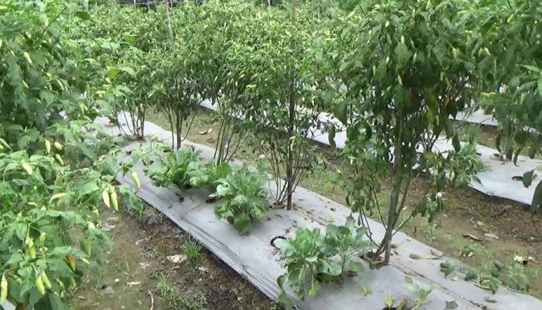 Intercropping Innovation: Tabalong Chili Farmers Double Income Through Sustainable Practices