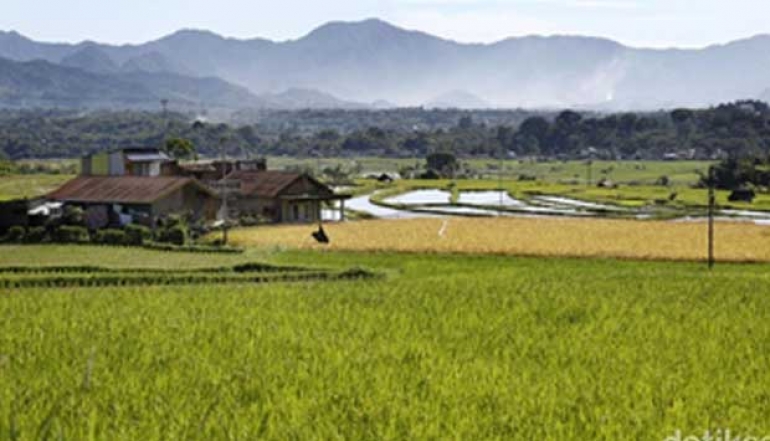 Becoming a National Food Barn, Bojonegoro Harvests 437,189 tons of dry unhusked rice