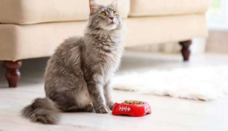 Italian Pet Food Sales Approach USD 3 Billion