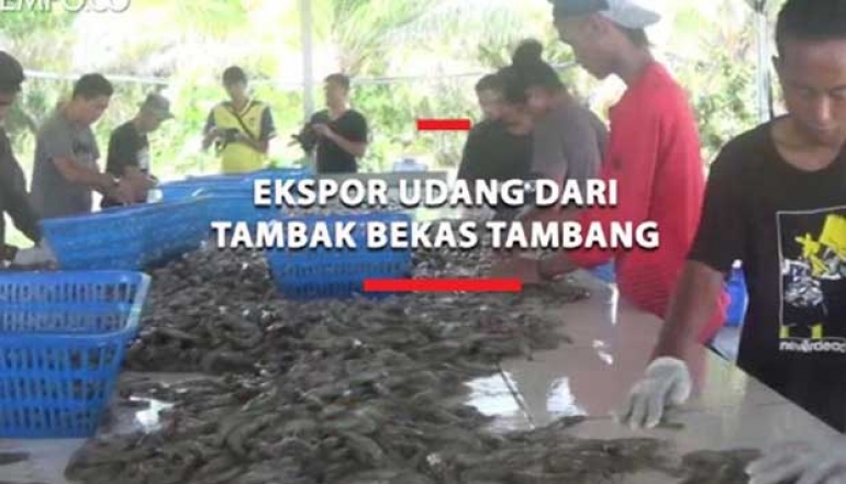 Ministry of Marine Affairs and Fisheries Reveals Strategy to Achieve 2 Million Tons of Shrimp Production Target in 2024