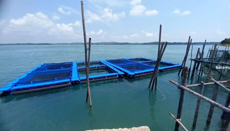 Batam&rsquo;s Fishery Exports Surge as Vaname Shrimp Dominates the Singaporean Market