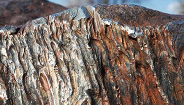 Nickel Downstreaming Accelerates Indonesia's Economy