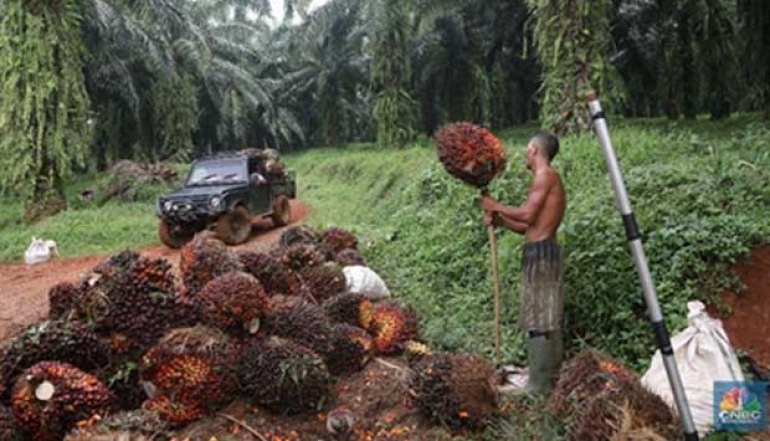 Supported By Strong Exports, Crude Palm Oil Prices Shot Up More Than 1%