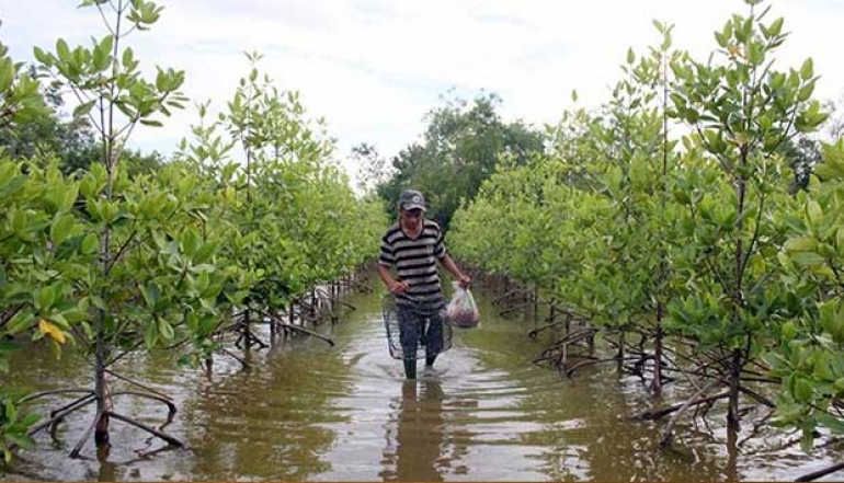 Batam's Inaugural Export of Mangrove Crabs to China
