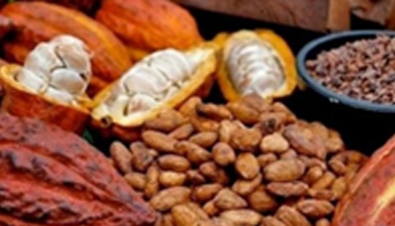 Ministry of Industry Boosts Cocoa and Seaweed Downstreaming to Create Job Opportunities