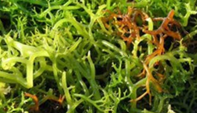 Initiation of Indonesian Seaweed Downstreaming Development