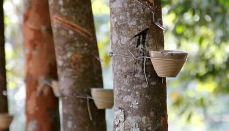 Earning USD 1 Billion, Rubber Export Value in South Sumatra Maintains Consistency Over 5 Years