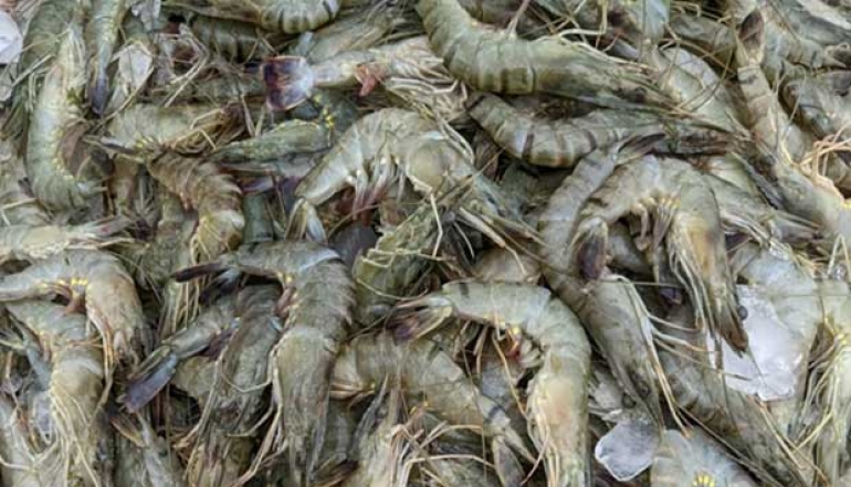 Fish and Shrimp Dominate NTB's Exports in June 2024