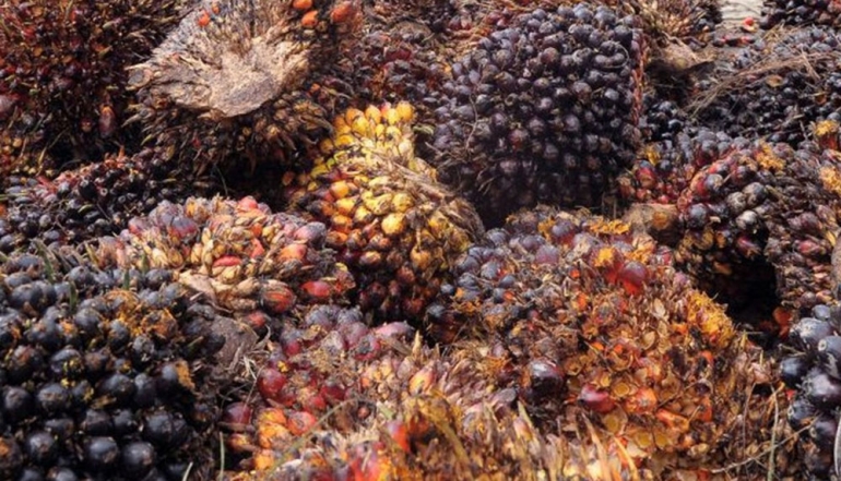 Palm Oil Industry Unlocks Growth Potential Through Circular Economy Integration