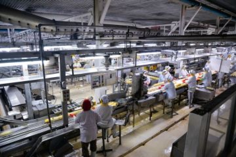 Indonesia Actively Promotes Pineapple Exports to China