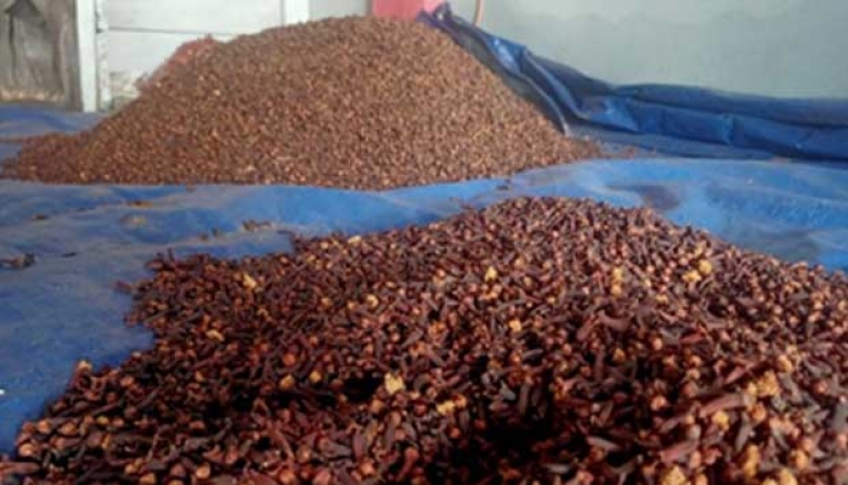 Ambon Agricultural Quarantine Agency Facilitates The Export of Maluku Spices to Netherlands