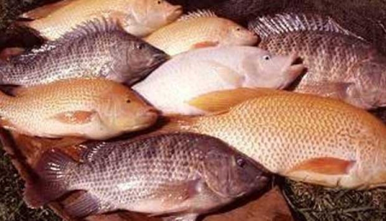 Boosting Tilapia Production: Sleman Regency Launches Silamanda Innovation