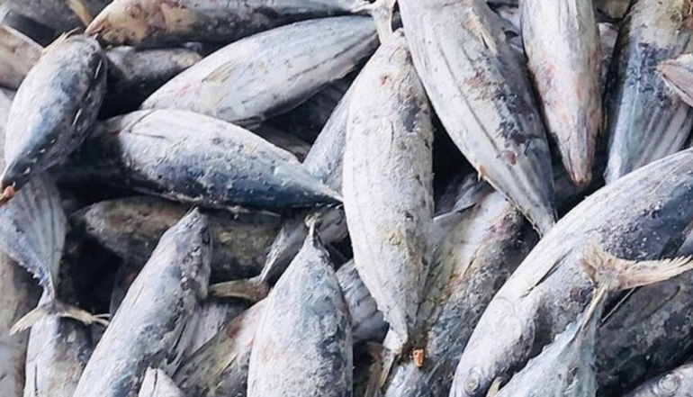 Indonesian Fishery Sector Strengthens Global Reach: 57 Processing Units Secure Export Licenses for T&uuml;rkiye and China