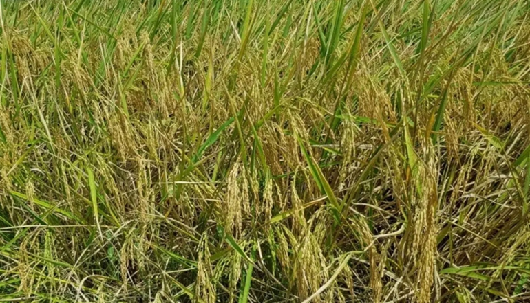 Food Crops and Plantations Emerge as Dominant Drivers of Malang&rsquo;s Agricultural Sector