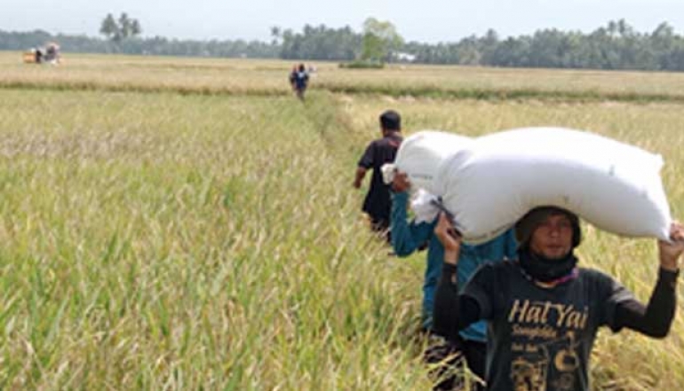 Aceh's Economy Continues to Thrive in the Agricultural Sector