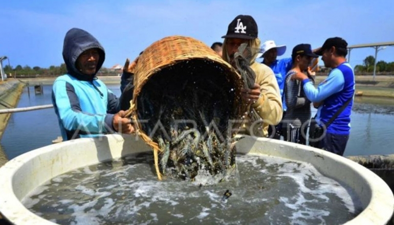 Indonesian Marine and Fisheries Industry Accelerates as East Kalimantan Marine Products Reach 12 Countries Across Asia and Europe